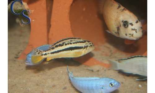 Pseudotropheus socolofi